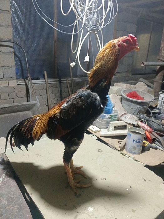 Dakan xoroz sotiladi