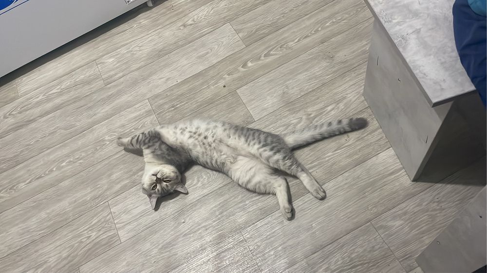 Вязка кошек бесплатно