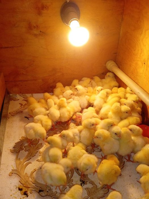 Бройлер суточный
