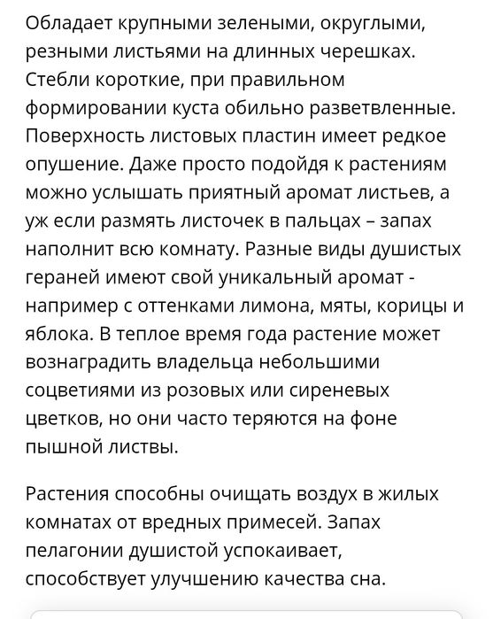 Продам пеларгония душистая