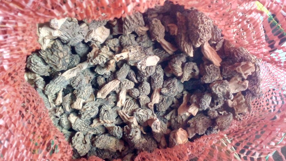 Продам сморчки сухие