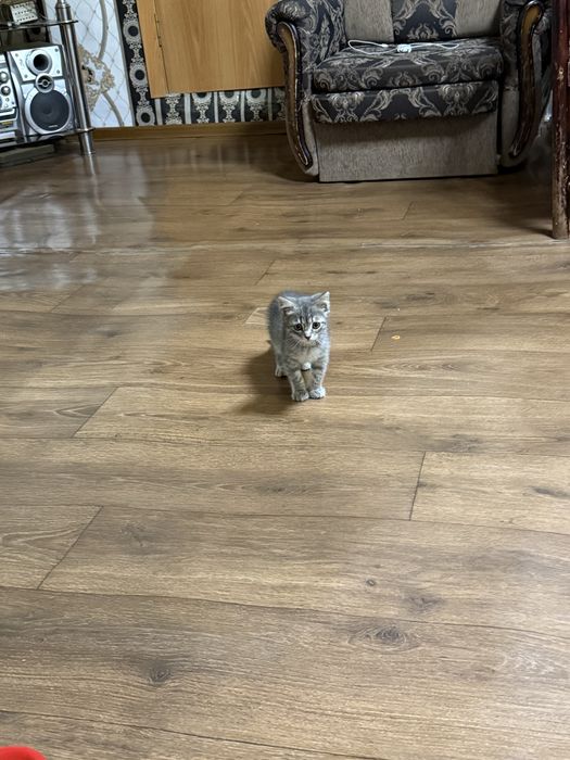 Продам котёнка девочку