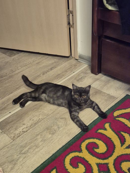 Отдам кота даром