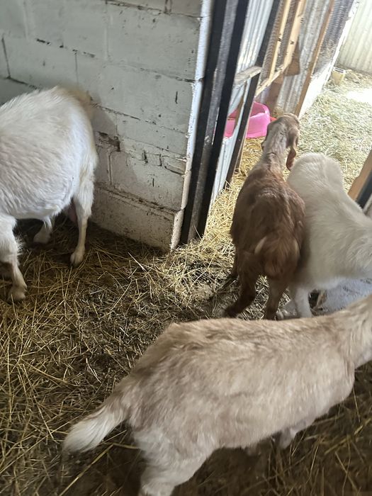 Камори битал коза