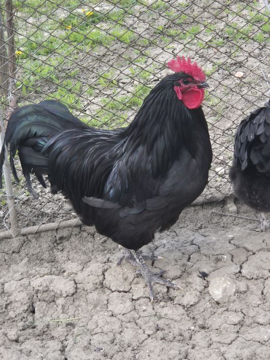 Găini Australorp