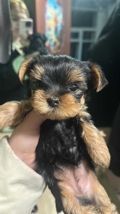 Маленькая девочка йорк