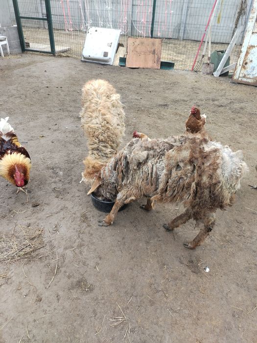 Продам 2 тохтушки