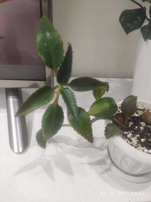 комнатные растения