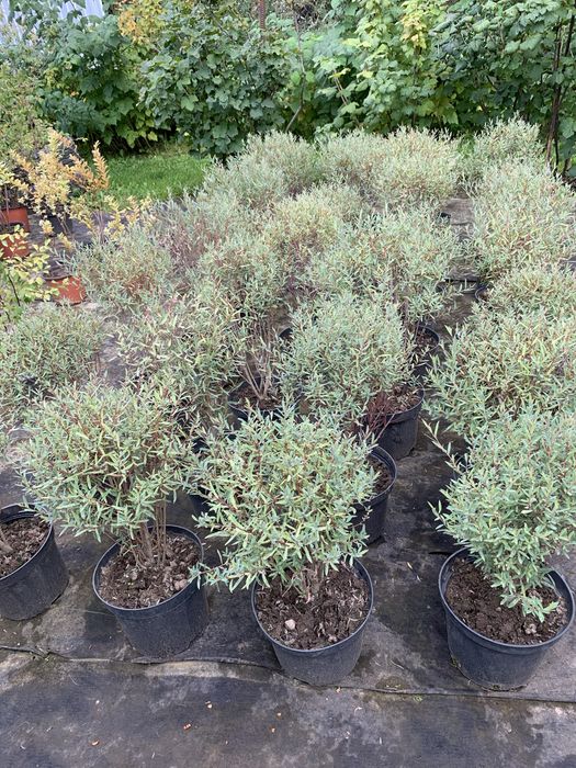 Кустарники хвойники травы