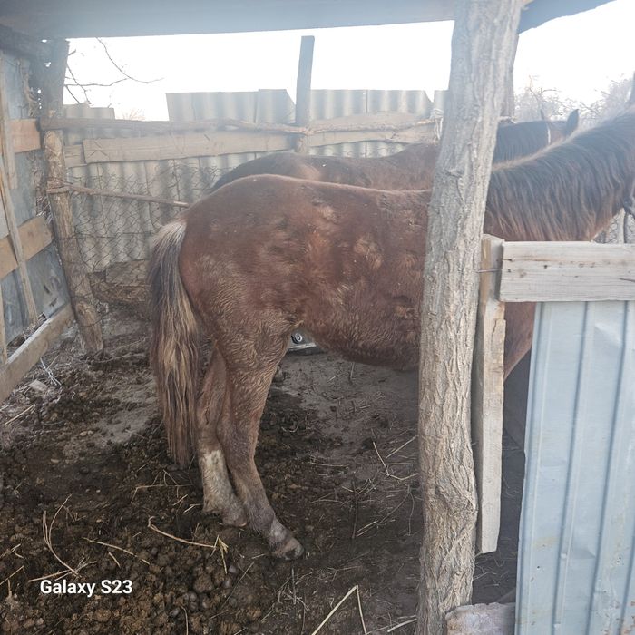 Батай жссатылад  жас 2жаста