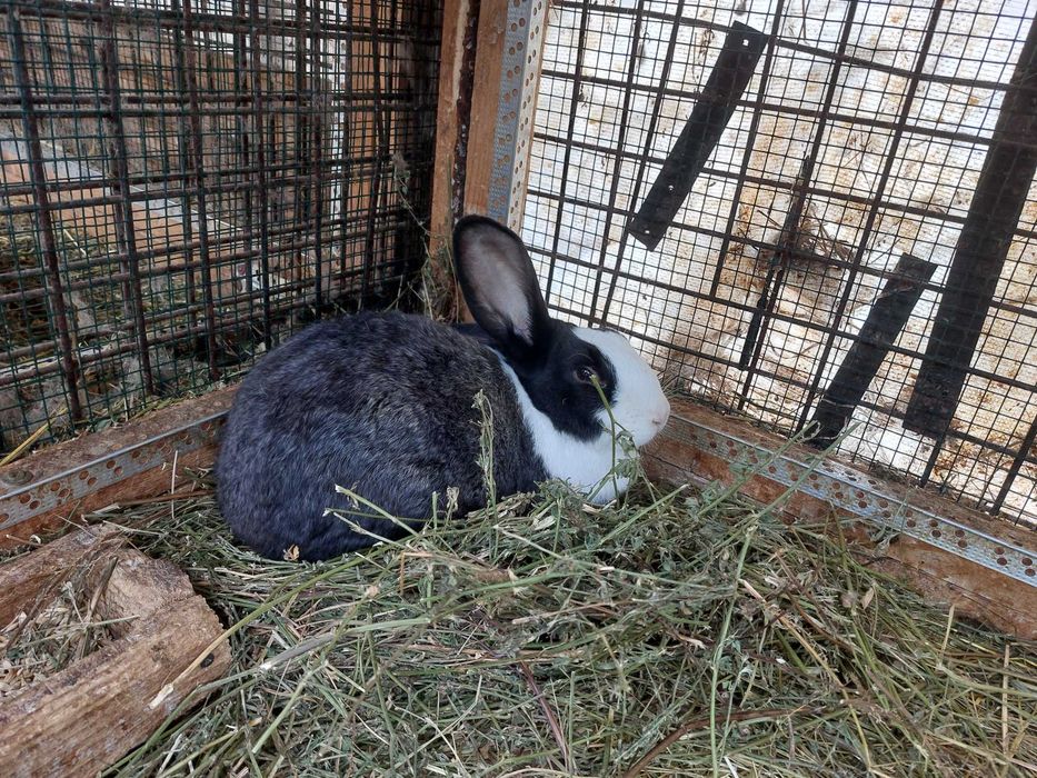 Iepuri Hycole francezi