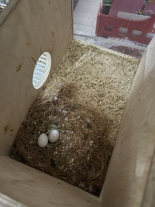 папугай не разлучники