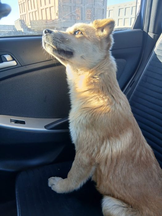 Щенок девочка 3 месяц