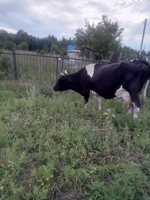 Продам корову с теленком