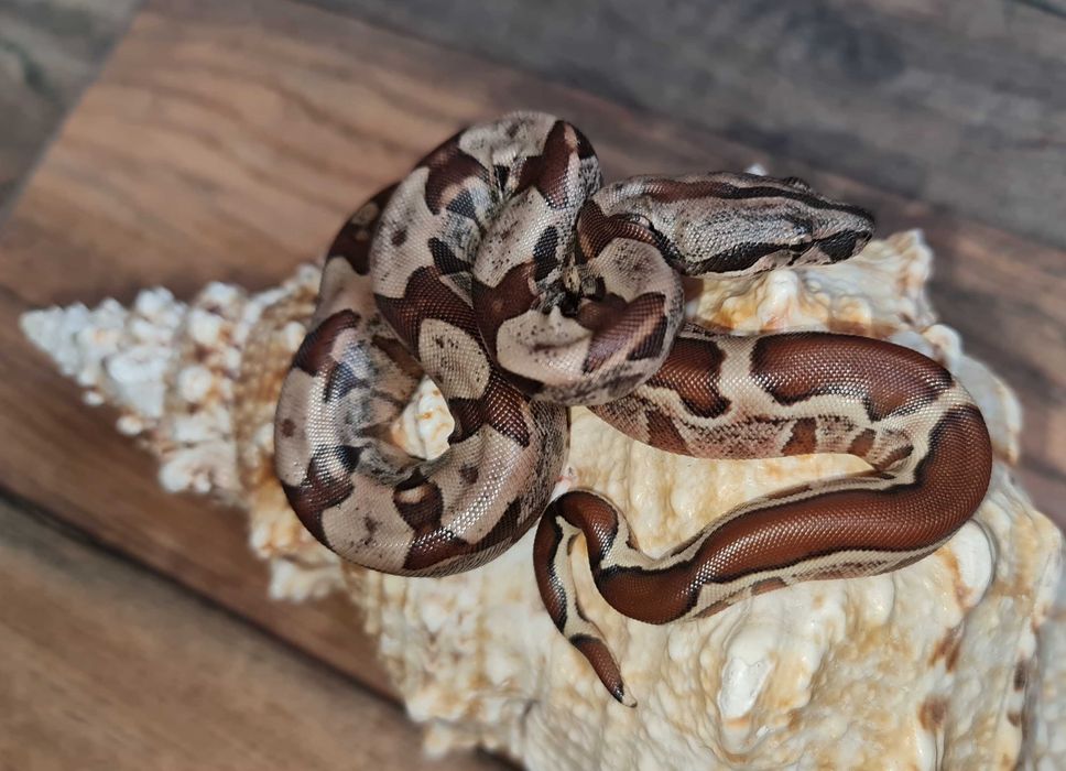 IMG удав императорский.