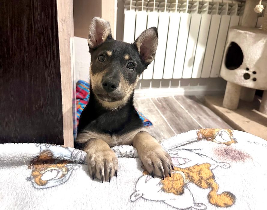 Привитая девочка щенок мелкой породы с паспортом и доставкой