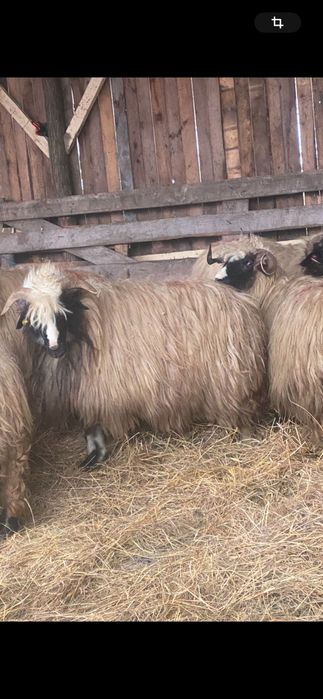 Oi breze de vânzare!