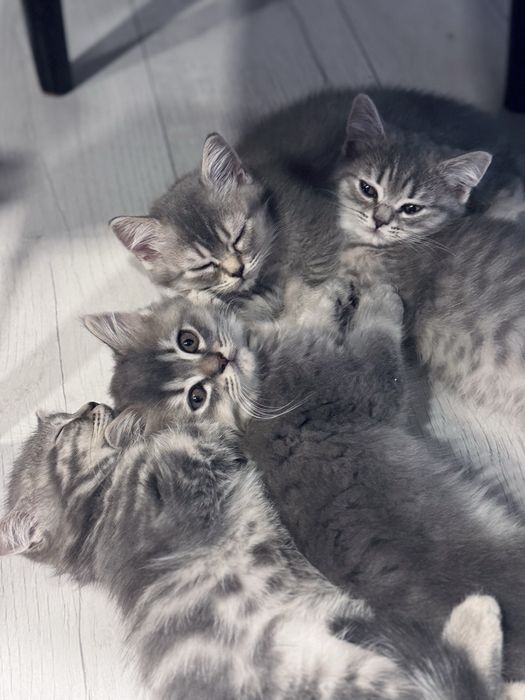 Британски късокосмести котенца