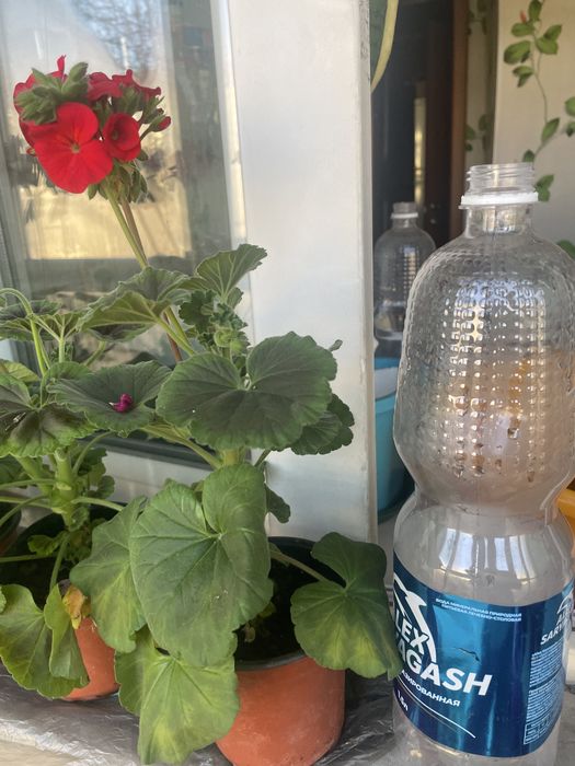 Герань - комнатное растение