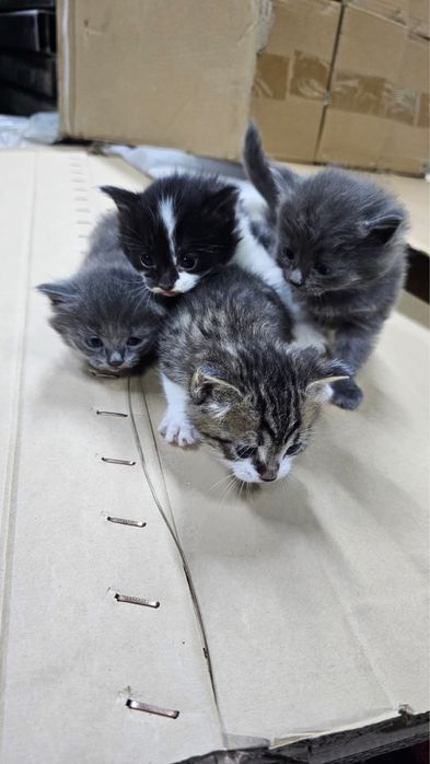 Котята отдам в добрые руки