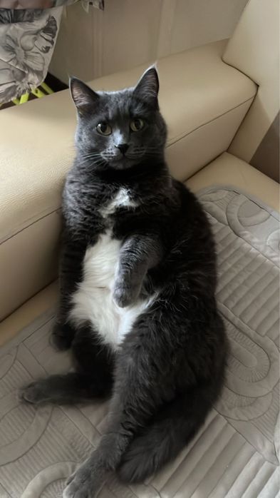 Отдам кошку в дотрык руки