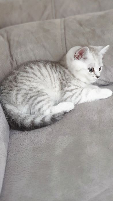 Продается котенки породистые