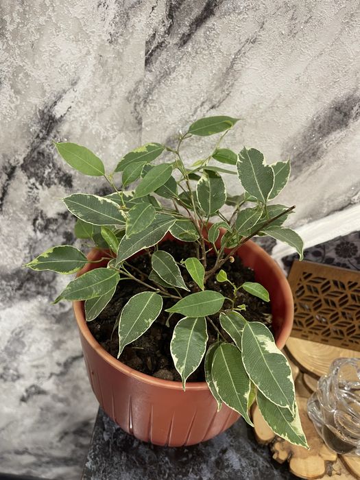 Фикус Бенджамина .