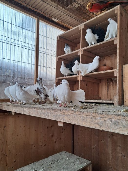 Vând Porumbei de rasă Fauri Albi