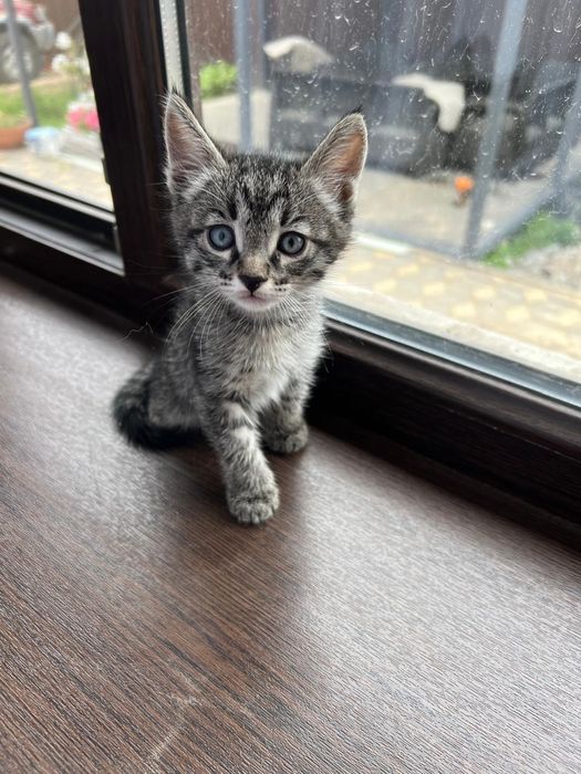 Котята в хорошие руки