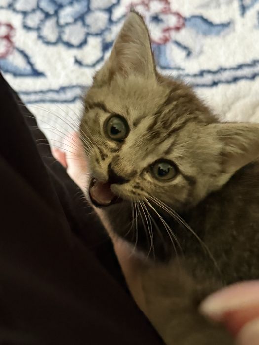 Котенок бесплатно