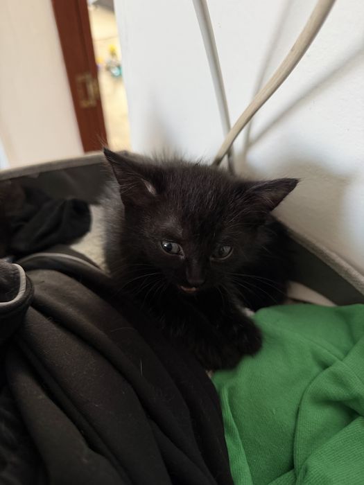 Отдам котят 1,5 месяца