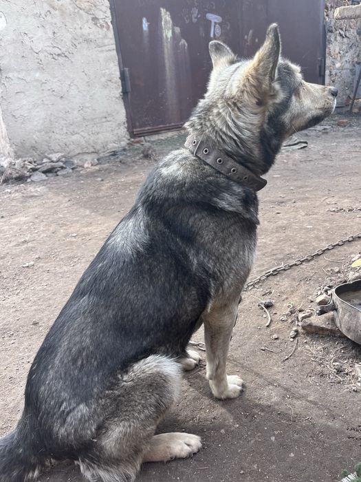 Отдаем сабаку бесплатно в связи с переездом в другую страну