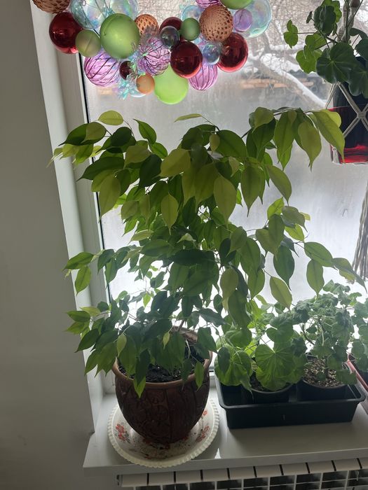 Фикус бэнджамина