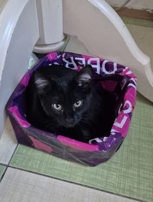 Котенок 3 мес,  крысолов,  девочка.