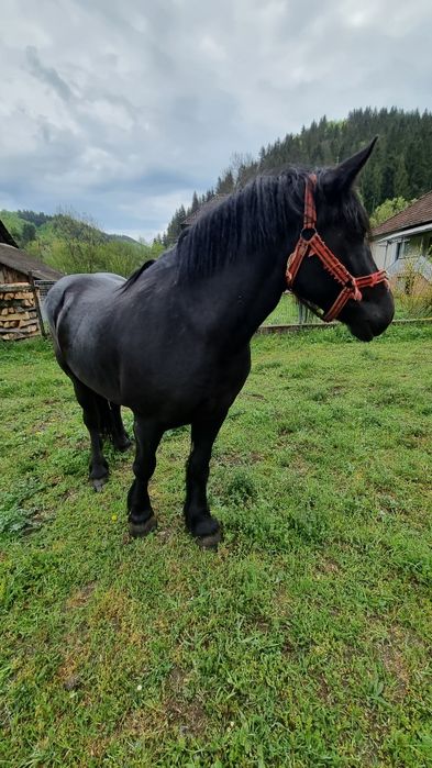 Iapă neagră de vânzare