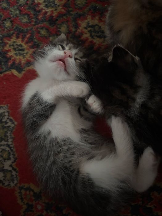 Котенок 1,5месяцев