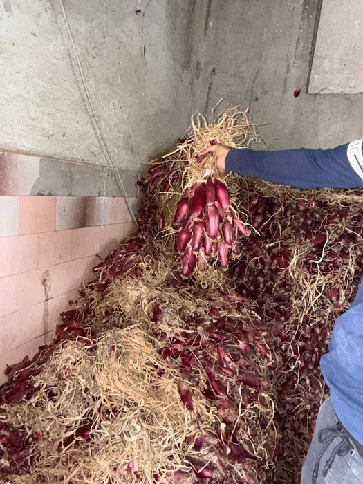 Ceapa roșie de buzau