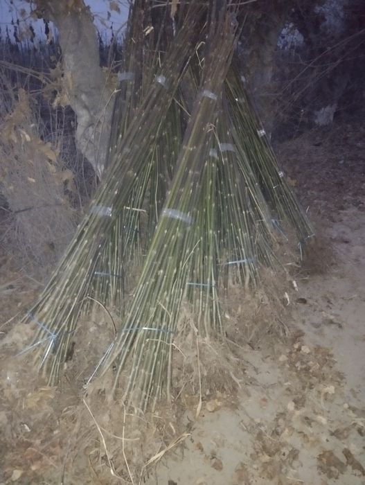 Павлония ку́чатлари у́птим нархларда чекланмаган микдорда