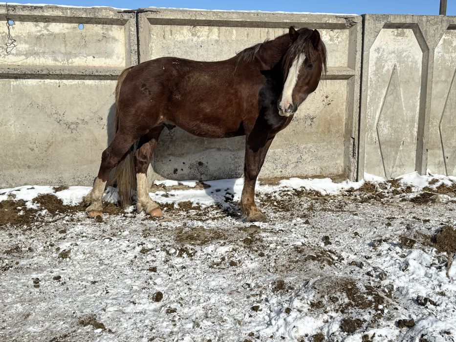 Продам жеребца (Полутяж)