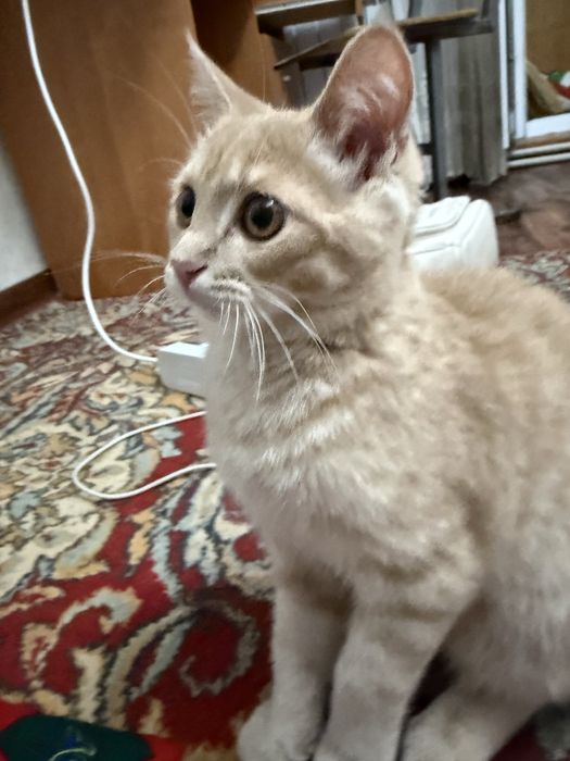 отдадим в хорошие руки