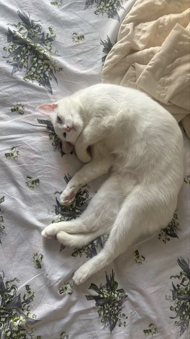 Продам котенка 9 месяцев