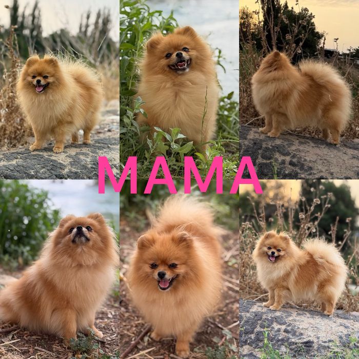 Померанский шпиц (крохотная девочка)