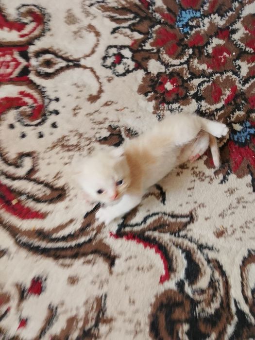 Котята Скоттиш фолд