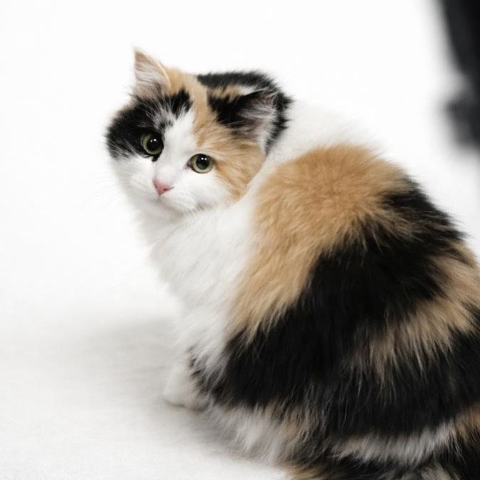 Кошки ищут семью