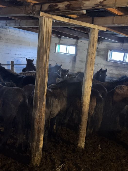 Продаю жабагы  30 голов