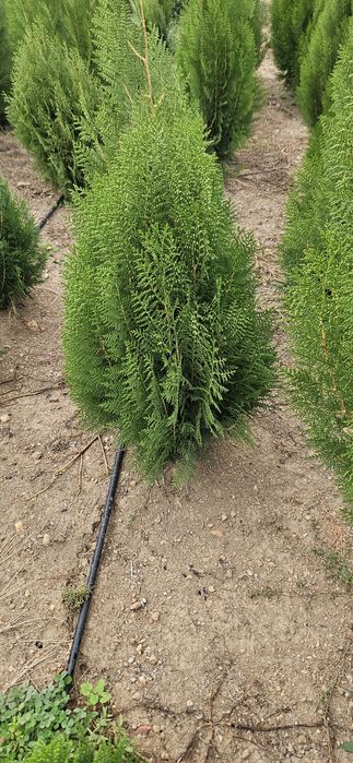 Туя източна ,смаракт 120-140 см.