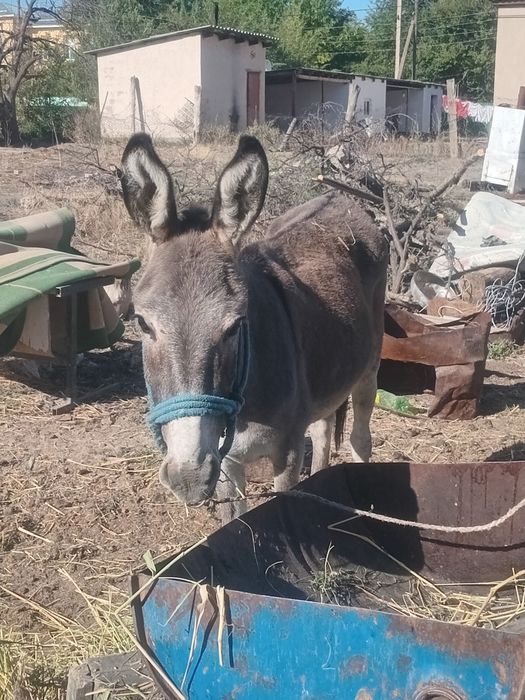 Ешек прадаю сатылады