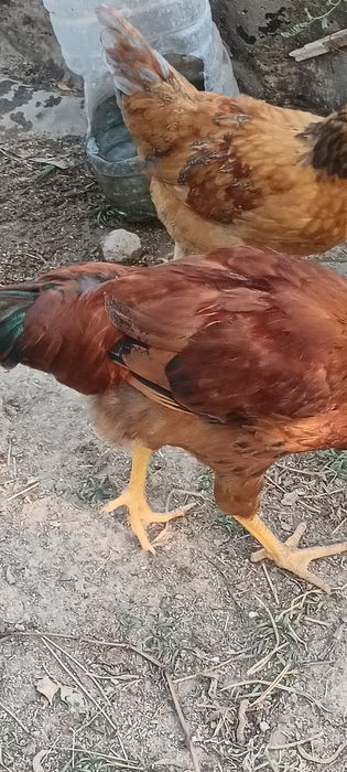 Хан хяп жужа хуроз лар сотилади