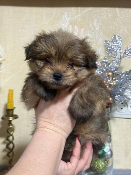 Продаются щенки шпиц помесь с ёркам! Два мальчика!