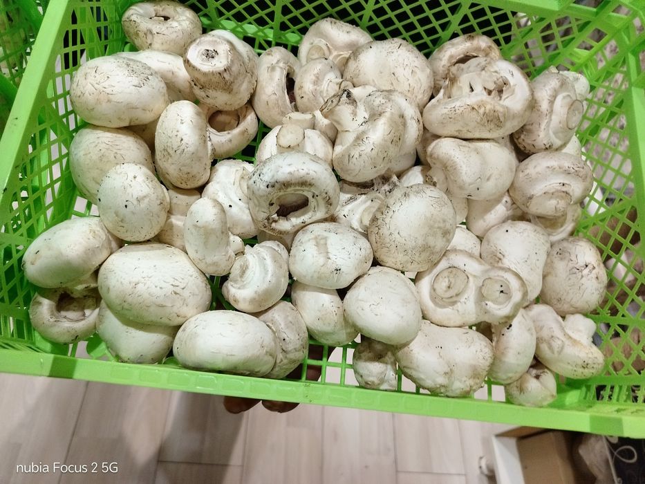 Прода 2.5кг -3500
